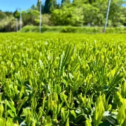 Matcha Te Hamasa Uji Ceremonial Grade 40g